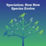 Speciation illustration showing how populations diverge into new species through prezygotic and postzygotic barriers