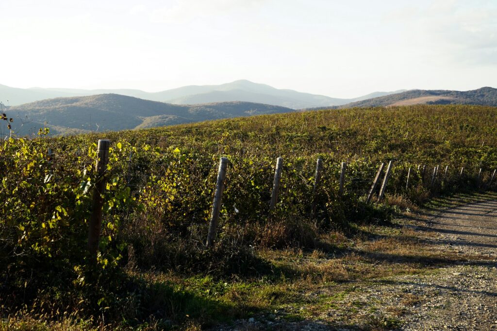 a dirt road in the middle of a field